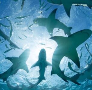 Public Info Black-Outs That Come With WY Nuclear Projects